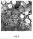 Fig. 04 - AQUEOUS TISSUE CLEARING SOLUTION AND USES THEREOF