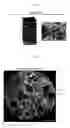 Fig. 03 - MULTIPLEX IMMUNOHISTOCHEMISTRY IMAGE CYTOMETRY