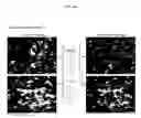 Fig. 06 - MULTIPLEX IMMUNOHISTOCHEMISTRY IMAGE CYTOMETRY
