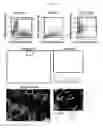 Fig. 08 - MULTIPLEX IMMUNOHISTOCHEMISTRY IMAGE CYTOMETRY