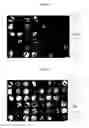 Fig. 11 - MULTIPLEX IMMUNOHISTOCHEMISTRY IMAGE CYTOMETRY