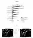 Fig. 21 - MULTIPLEX IMMUNOHISTOCHEMISTRY IMAGE CYTOMETRY