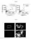 Fig. 22 - MULTIPLEX IMMUNOHISTOCHEMISTRY IMAGE CYTOMETRY