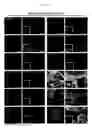 Fig. 25 - MULTIPLEX IMMUNOHISTOCHEMISTRY IMAGE CYTOMETRY