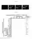 Fig. 43 - MULTIPLEX IMMUNOHISTOCHEMISTRY IMAGE CYTOMETRY