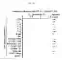 Fig. 44 - MULTIPLEX IMMUNOHISTOCHEMISTRY IMAGE CYTOMETRY