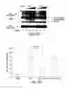 Fig. 28 - METHODS OF DETERMINING CELLULAR CHEMOSENSITIVITY