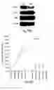 Fig. 30 - METHODS OF DETERMINING CELLULAR CHEMOSENSITIVITY