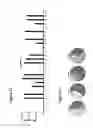 Fig. 11 - Means and methods for determining T cell recognition