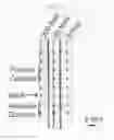 Fig. 05 - Miniaturized lateral flow device for rapid and sensitive detection of proteins or nucleic acids