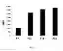 Fig. 04 - In vitro assays for assessing cell aging