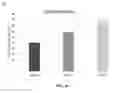 Fig. 07 - In vitro assays for assessing cell aging