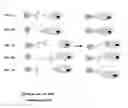 Fig. 02 - METHODS OF REVERSIBLY BINDING A BIOTIN COMPOUND TO A SUPPORT