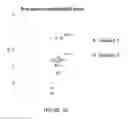 Fig. 53 - High light transmission and scratch-resistant anti-reflective articles