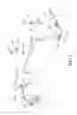 Fig. 03 - RIMLESS EYEGLASSES