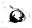 Fig. 03 - Systems and methods for identifying optimized ablation targets for treating and preventing arrhythmias sustained by reentrant circuits