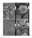Fig. 02 - Electrode For Photovoltaic Cells And Associated Preparation Process