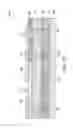 Fig. 44 - Semiconductor devices with back surface isolation