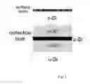 Fig. 02 - METHODS FOR PRODUCING PHOTOVOLTAIC MATERIAL AND DEVICE ABLE TO EXPLOIT HIGH ENERGY PHOTONS