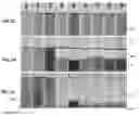 Fig. 03 - Coating Particles