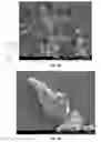Fig. 05 - Coating Particles