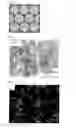 Fig. 02 - Composite solid electrolyte