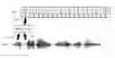 Fig. 01 - SYSTEM AND METHOD FOR SYNCHRONIZING AUDIO SIGNAL AND VIDEO SIGNAL