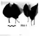 Fig. 04 - Apple tree named 'RM-1'