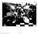 Fig. 03 - Apple Tree named 'RS1'