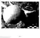 Fig. 05 - Apple Tree named 'RS1'
