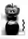 Fig. 06 - Apple Tree named 'RS1'