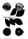Fig. 01 - Interspecific tree named 'Sweet Pixie 5'