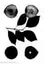 Fig. 02 - Interspecific tree named 'Sweet Pixie 5'