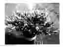 Fig. 01 - plant named ‘MonGeo’