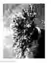 Fig. 02 - plant named ‘MonGeo’