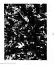 Fig. 04 - plant named ‘MonGeo’