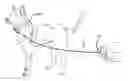 Fig. 01 - Emergency leash