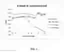 Fig. 02 - COMPOSITIONS AND METHOD OF PRESERVING MUSCLE TISSUE
