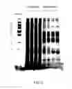 Fig. 04 - Food compositions comprising one or both of recombinant beta-lactoglobulin protein and recombinant alpha-lactalbumin protein