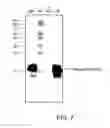 Fig. 07 - Food compositions comprising one or both of recombinant beta-lactoglobulin protein and recombinant alpha-lactalbumin protein