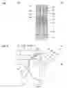 Fig. 05 - Coupling device for a disassemblable medical instrument