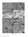 Fig. 06 - Cement systems, hardened cements and implants