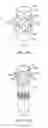 Fig. 17 - DENTAL PROSTHESES DEVICES AND METHODS