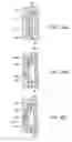 Fig. 32 - DENTAL PROSTHESES DEVICES AND METHODS