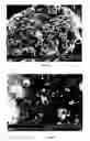 Fig. 32 - Method for the Production of Commercial Nanoparticle and Microparticle Powders