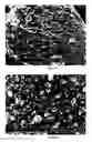 Fig. 33 - Method for the Production of Commercial Nanoparticle and Microparticle Powders