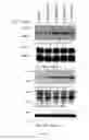 Fig. 13 - Heterocyclic flavone derivatives, compositions, and methods related thereto