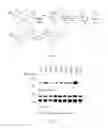 Fig. 26 - Heterocyclic flavone derivatives, compositions, and methods related thereto
