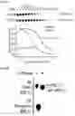 Fig. 04 - COMBINED MODULATION OF IRE1