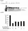 Fig. 23 - COMBINED MODULATION OF IRE1